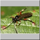 Cratichneumon flavifrons - Schlupfwespe w115b 10mm fdet02.jpg